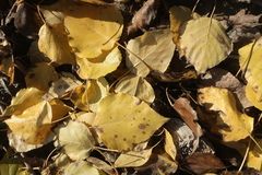 Populus × berolinensis