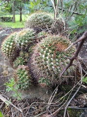 Mammillaria scrippsiana