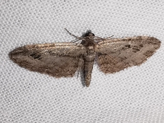 Eupithecia ericeata