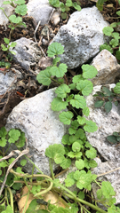 Lamium amplexicaule