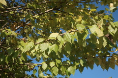 Populus × berolinensis