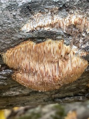 Radulomyces