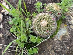 Mammillaria scrippsiana
