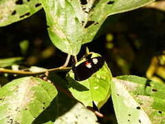 Heliconius