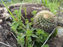 Mammillaria scrippsiana