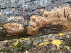Radulomyces