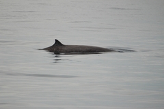 Ziphius cavirostris