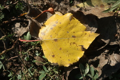Populus × berolinensis