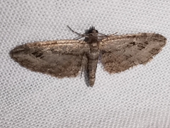 Eupithecia ericeata