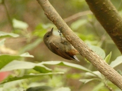 Sittasomus griseicapillus