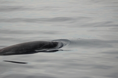 Ziphius cavirostris