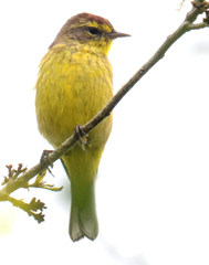 Setophaga palmarum hypochrysea