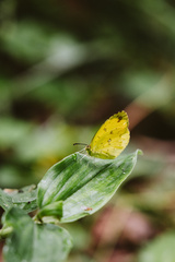 Eurema hecabe solifera