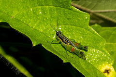 Liebermannacris dorsualis