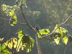 Hirundinea ferruginea