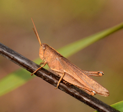 Schistocerca damnifica