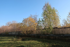 Populus × berolinensis