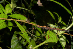 Pseudophasma bispinosum