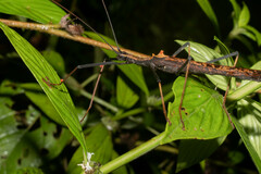 Pseudophasma bispinosum