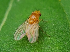 Neogriphoneura