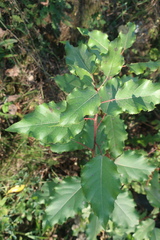 Populus × berolinensis