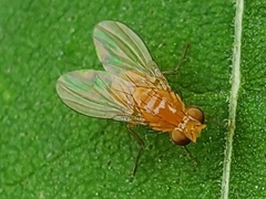 Neogriphoneura