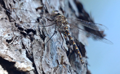 Gomphaeschna antilope