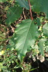 Populus × berolinensis