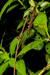 Pseudophasma bispinosum