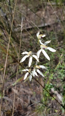 Caladenia cucullata