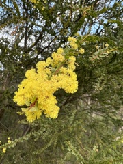 Acacia paradoxa