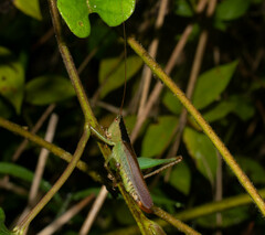 Eschatoceras nigrovittatus