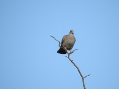 Patagioenas maculosa