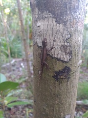 Lygodactylus heterurus