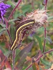 Trichordestra legitima