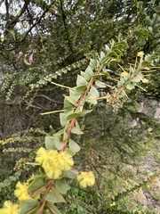 Acacia paradoxa
