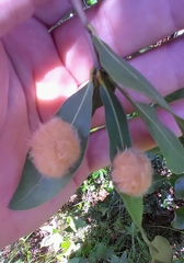 Neuroterus laurifoliae