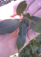 Neuroterus laurifoliae