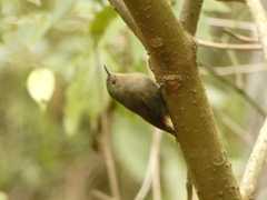 Sittasomus griseicapillus