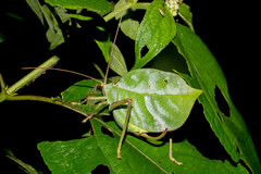 Cycloptera
