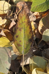 Populus laurifolia