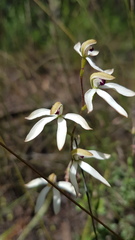 Caladenia cucullata