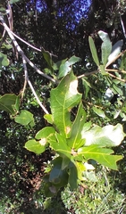 Neuroterus laurifoliae