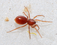 Oonopidae