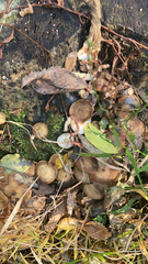 Armillaria novae-zelandiae