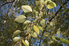 Populus laurifolia