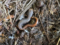 Hemidactylium scutatum