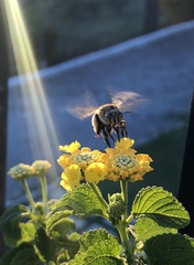Amegilla quadrifasciata