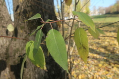 Populus laurifolia