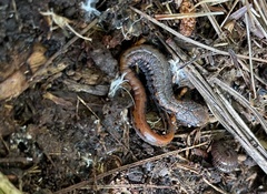 Hemidactylium scutatum